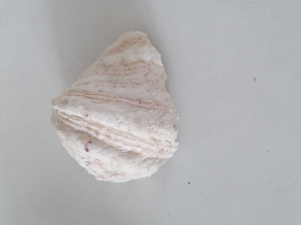 19x15 cm grote schelp, Verzamelen, Ophalen of Verzenden, Schelp(en)