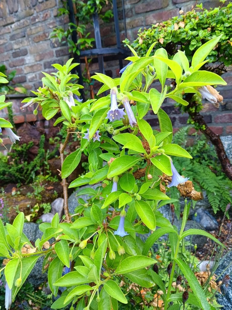 Acnistus austalis, Volle zon, Vaste plant, Zomer, Ophalen
