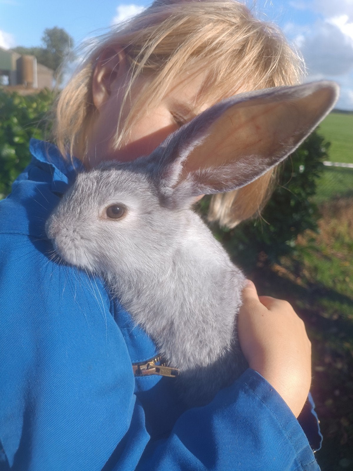 lieve tamme Vlaamse reus konijnen ram, Dieren en Toebehoren, Mannelijk, Groot, 0 tot 2 jaar