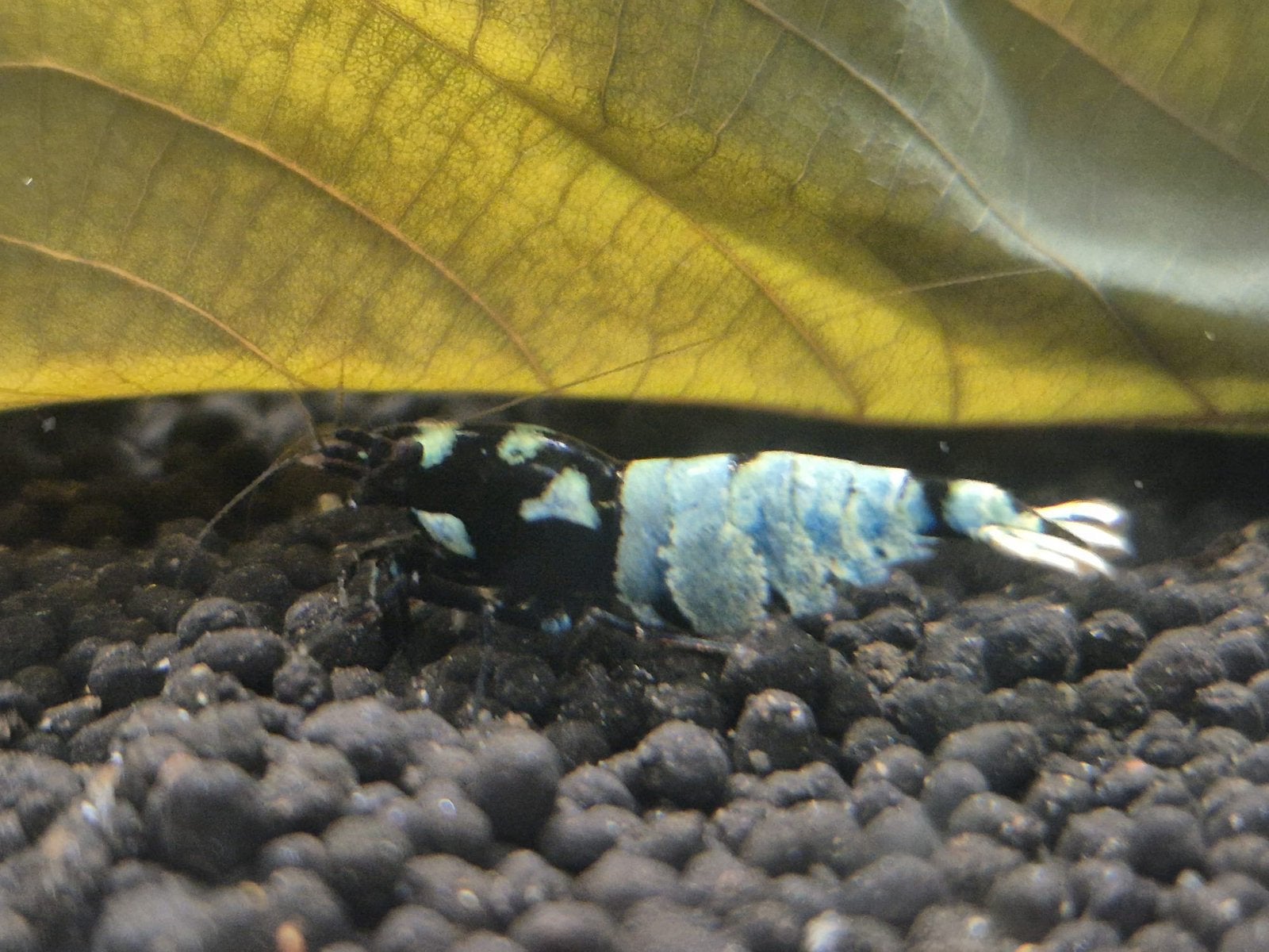 Spotted Blue Body garnalen blauw zwart high grade!, Kreeft, Krab of Garnaal