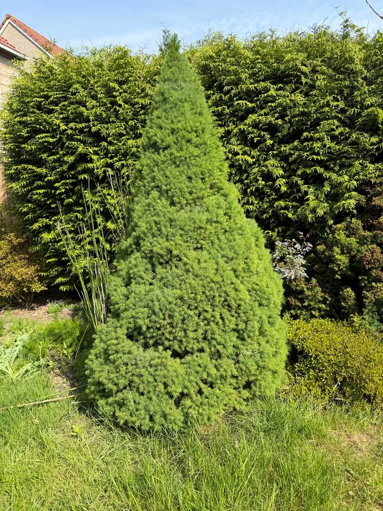 Conifeer voor tuin of als haagplant (m2398247141)  Planten | Struiken en  Hagen  Marktplaats