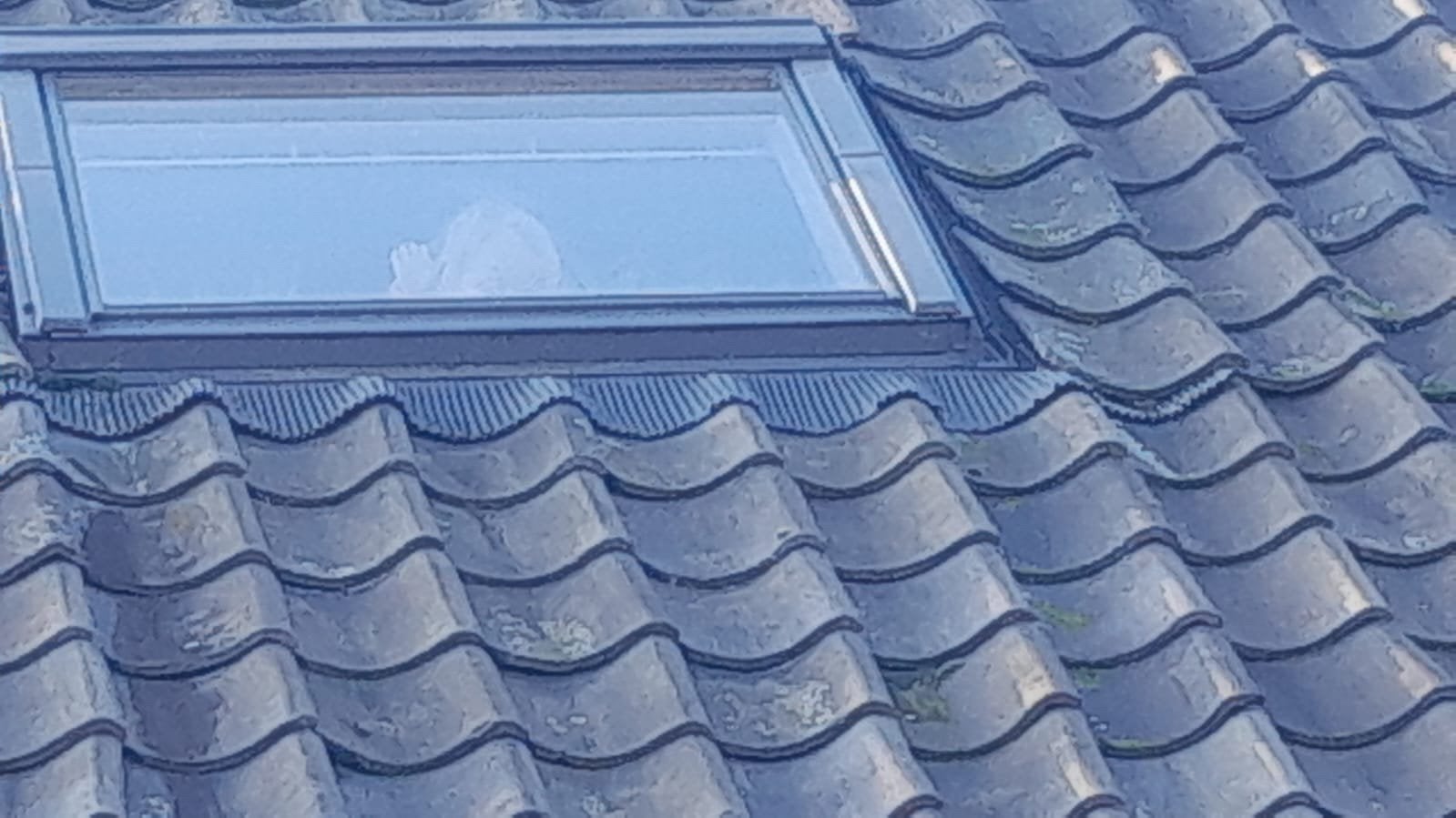 Dakpannen, oud Hollandse blauw., Ophalen, Gebruikt, Steen of Klei, Blauw