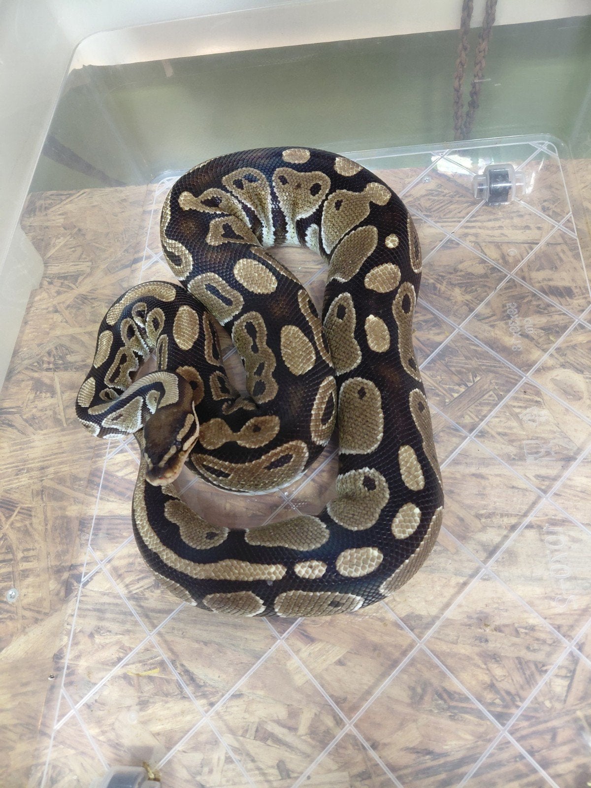 3 x Python regius/ koningspython, Dieren en Toebehoren, Slang, 3 tot 6 jaar