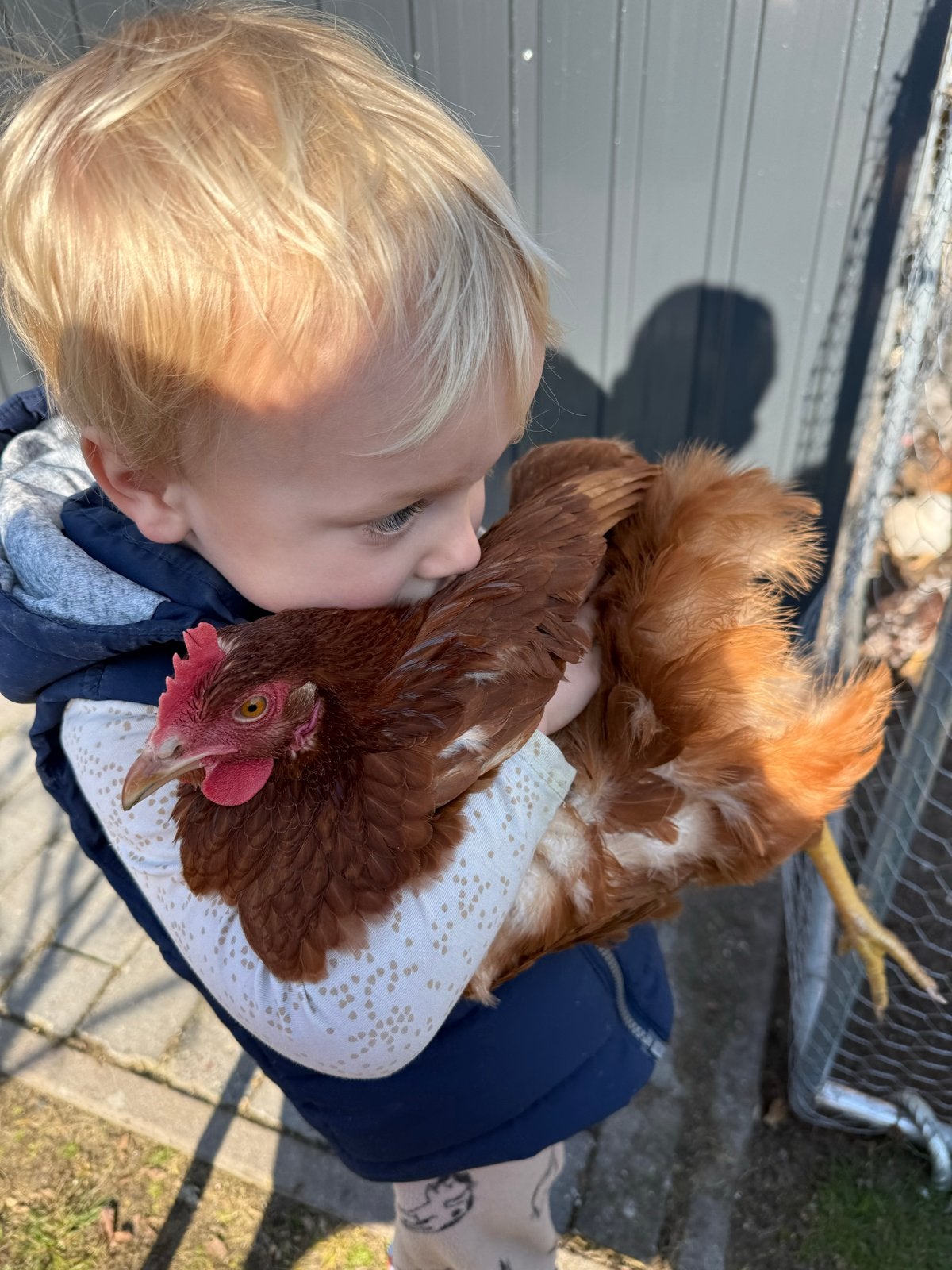 Lieve jonge legkippen Isa Brown, Dieren en Toebehoren, Vrouwelijk, Kip