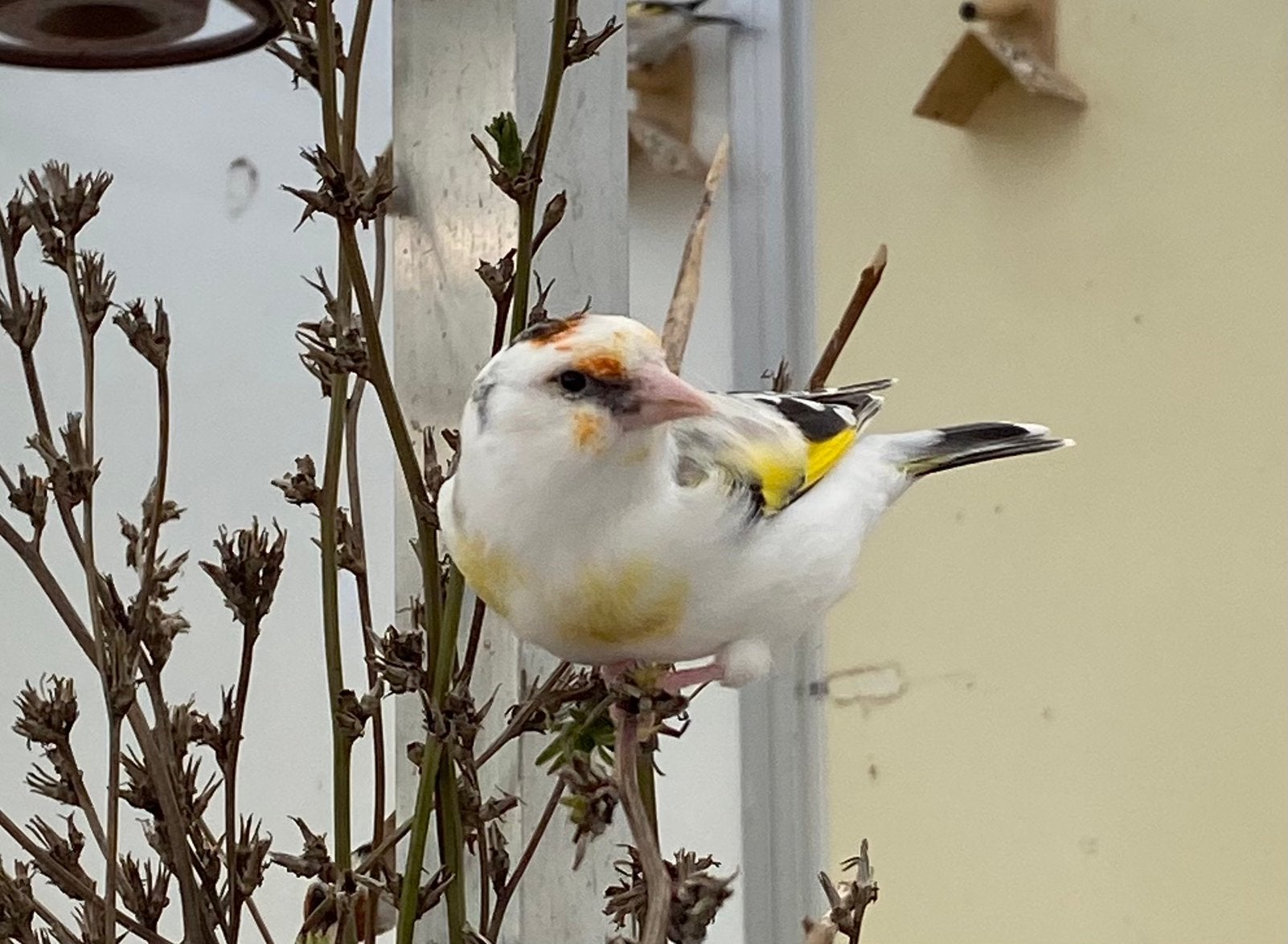 Te koop major putter man 2026, Dieren en Toebehoren, Mannelijk, Wildzangvogel, Geringd