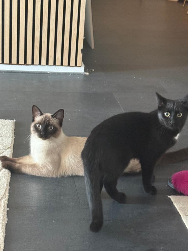 ragdol kittens. (broer en zus), Meerdere dieren, Kortharig, 0 tot 2 jaar