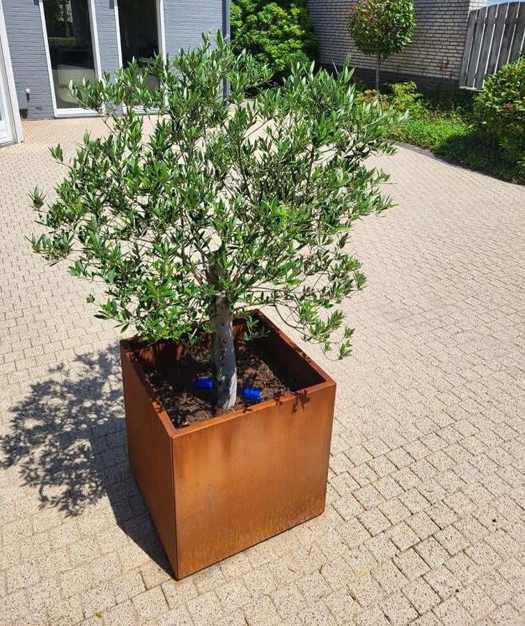 Cortenstaal Plantenbakken div. maten–Perfect voor Jouw Tuin!, 100 cm of meer, Vierkant, Nieuw, Ophalen of Verzenden