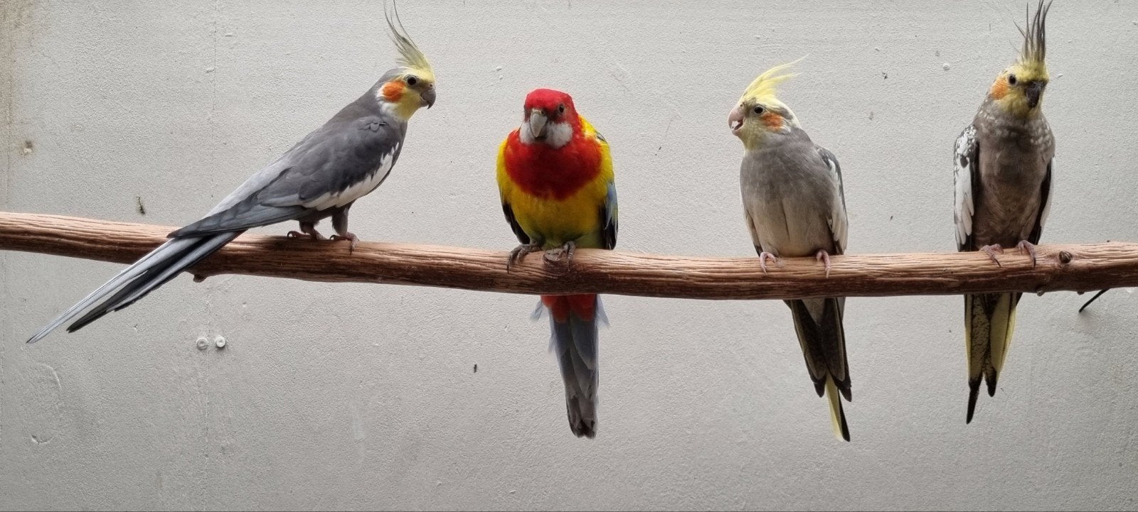 Pracht Rosella man, Mannelijk, Parkiet