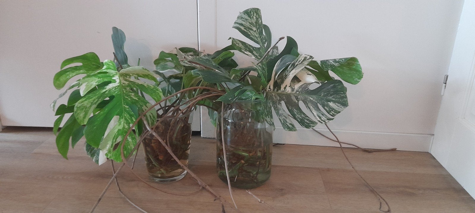 Monstera Albo Variegata Wetsticks en stekken, Overige soorten, Vaste plant, Ophalen of Verzenden, Bloeit niet
