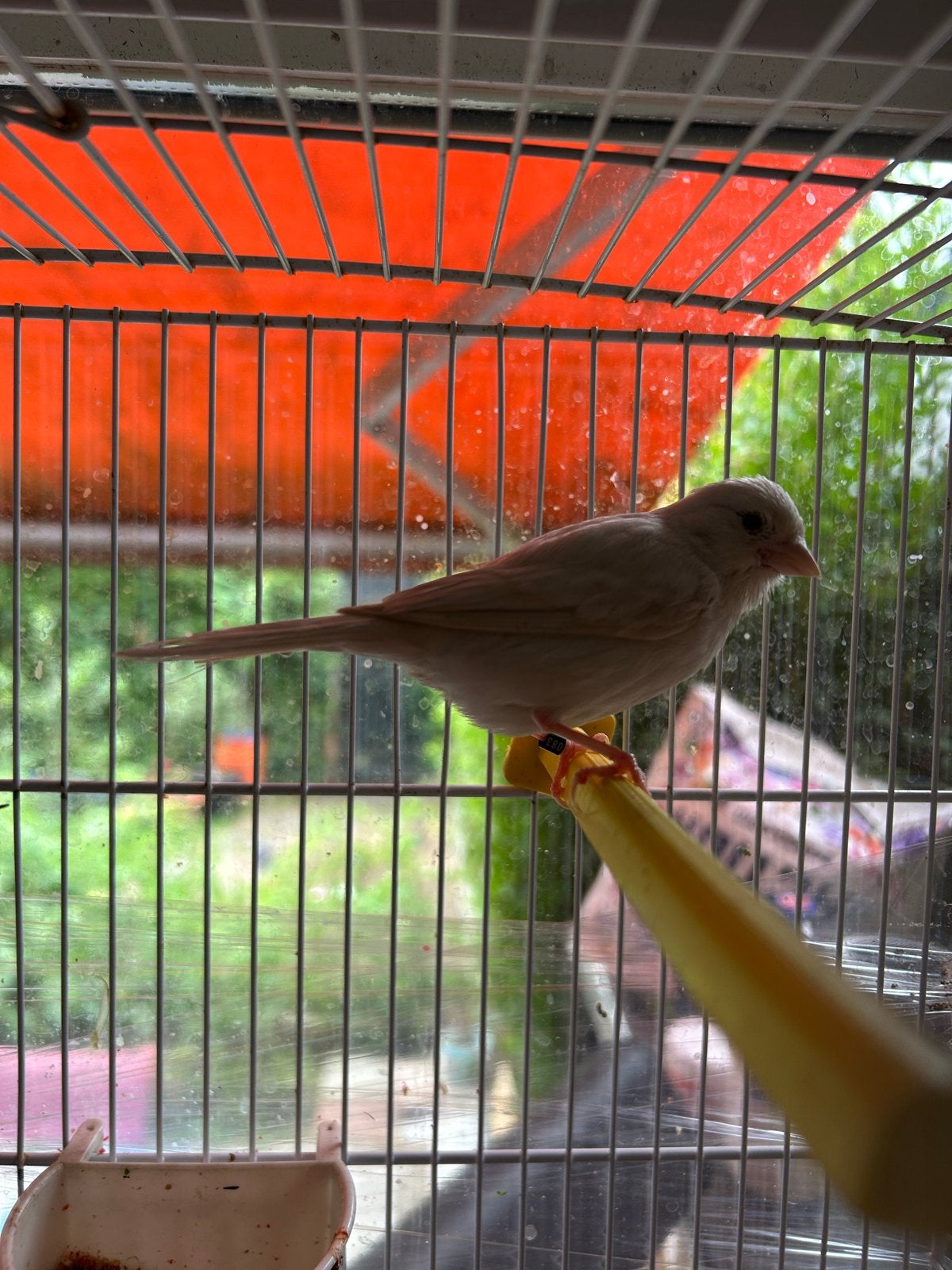 Kanarie pop, Vrouwelijk, Kleurkanarie
