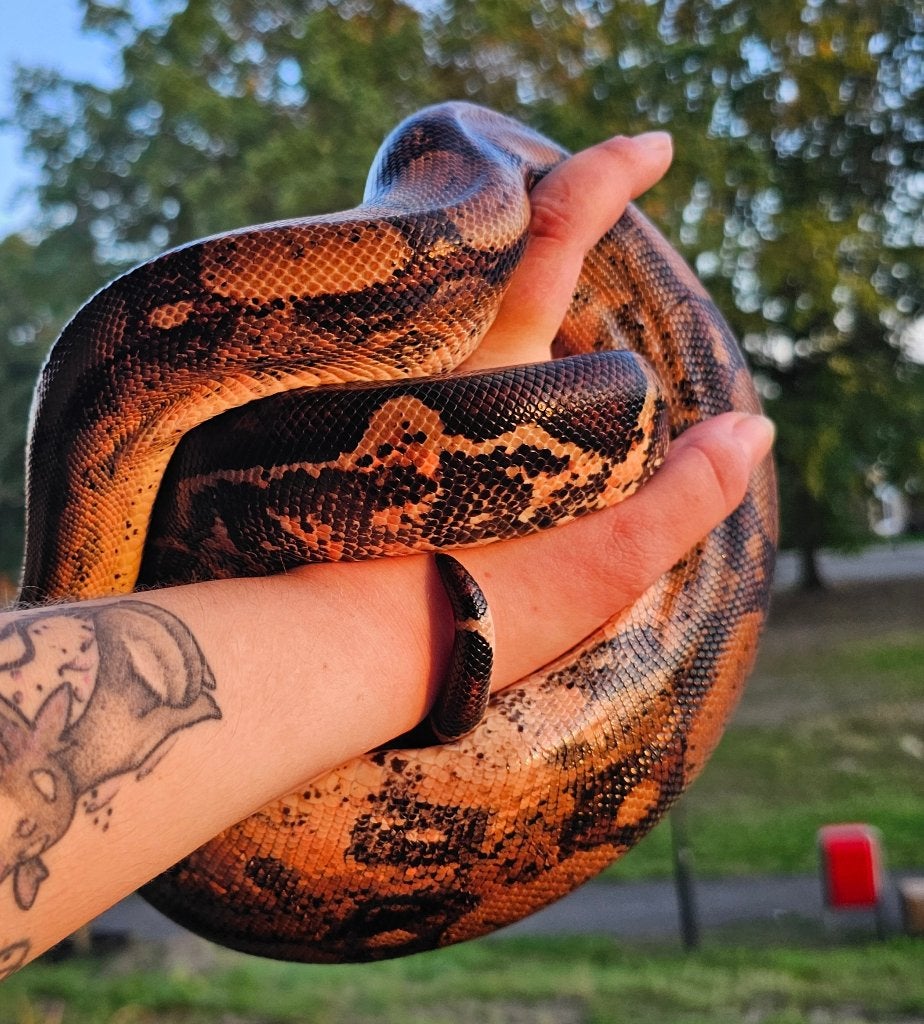 Pinkish fire vrouw boa imperator Boa Constrictor photo 8