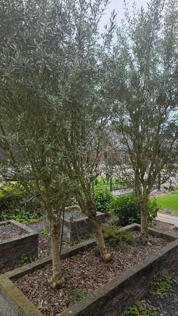 3 Olijfbomen in goede staat - zelf verwijderen en ophalen, Tuin en Terras, Planten | Bomen, Volle zon, Ophalen of Verzenden, Lente