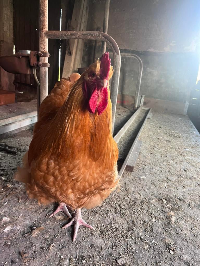 Orpington Haan, Dieren en Toebehoren, Mannelijk, Kip