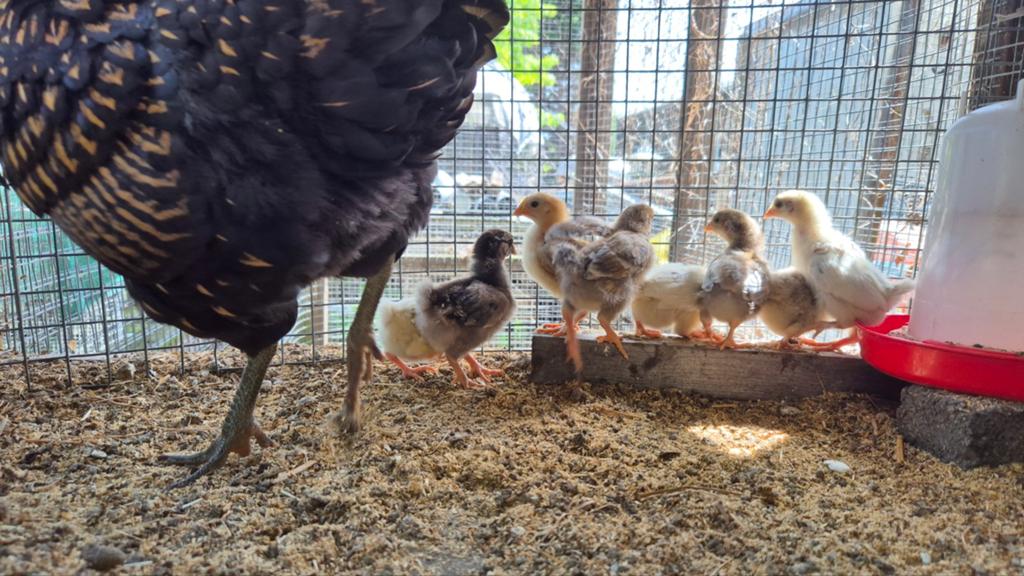 Te koop wijnedotte kuikens, Meerdere dieren, Kip