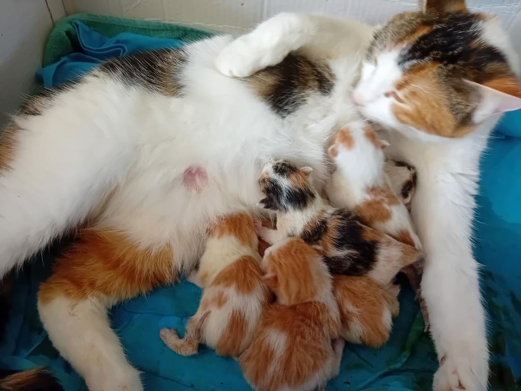 GERESERVEERD Kittens te koop