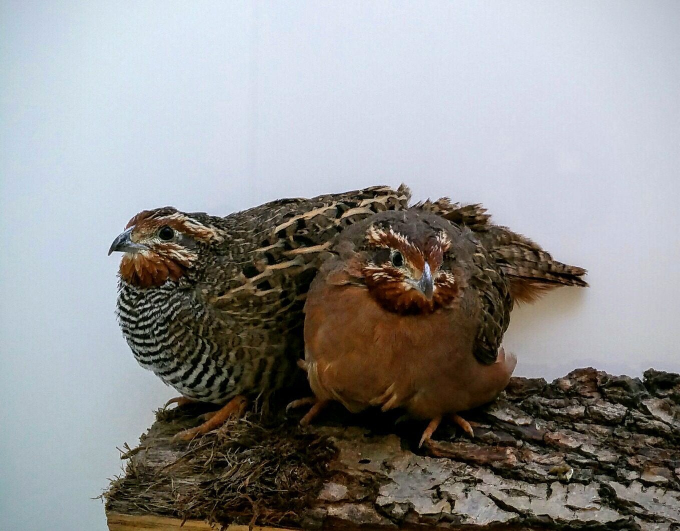 Junglebush / frankolijn kwartels, Meerdere dieren, Tropenvogel, Geringd