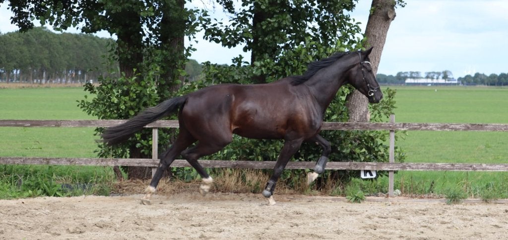 Knappe, brave dressuurmerrie 4 jaar, Merrie, Met stamboom, Dressuurpaard, Zadelmak