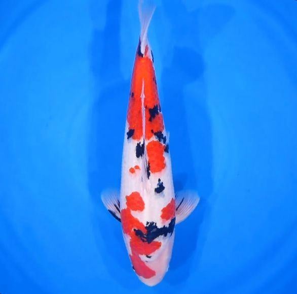 Sakai Sanke Japense koi Karper, Dieren en Toebehoren, Karper of Koi