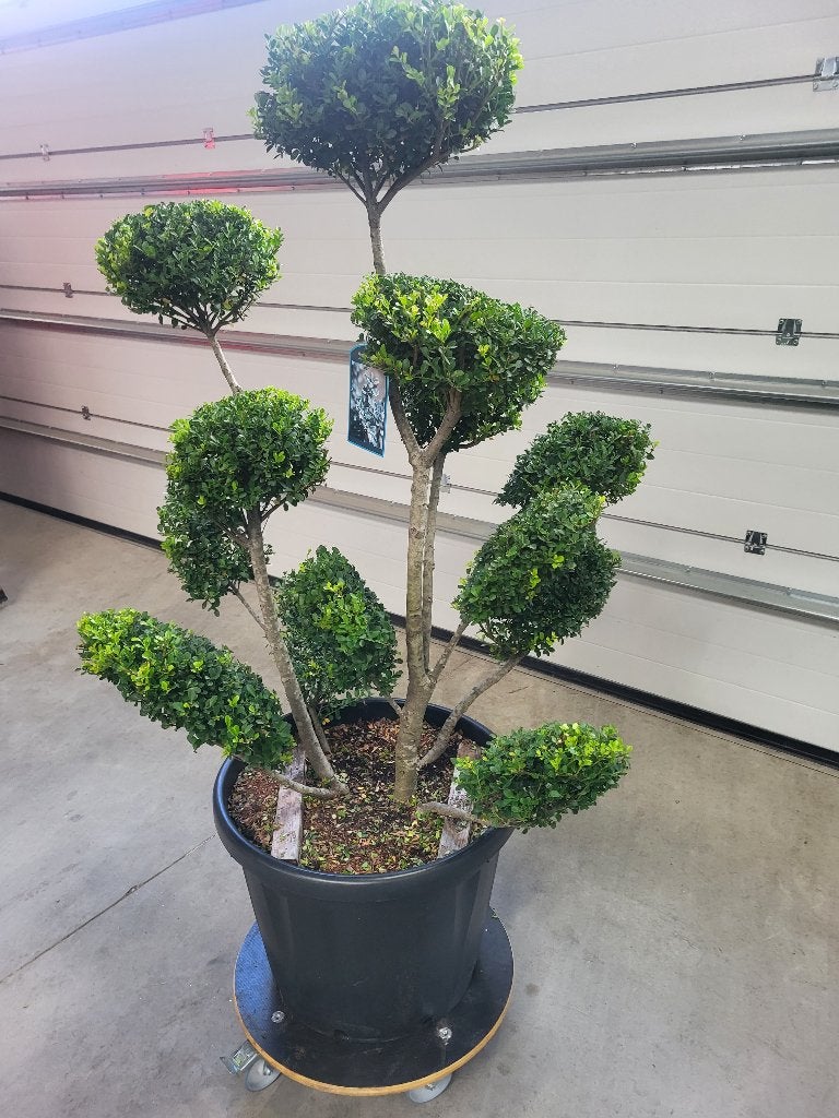 Ilex crenata Green Hedge bonsai, Overige soorten, Lente, Minder dan 100 cm, Ophalen