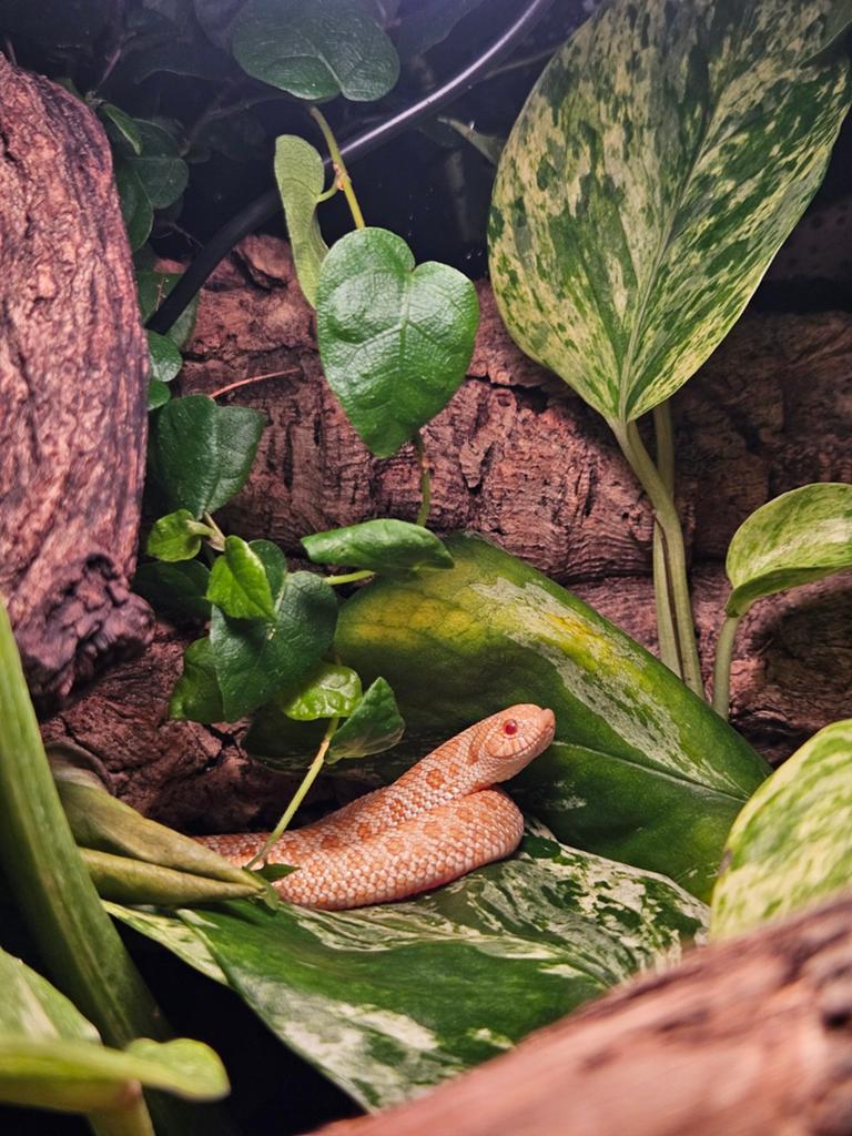 Haakneusslang man met bio actief terrarium, Dieren en Toebehoren, Reptielen en Amfibieën, Slang, Met terrarium, 0 tot 2 jaar