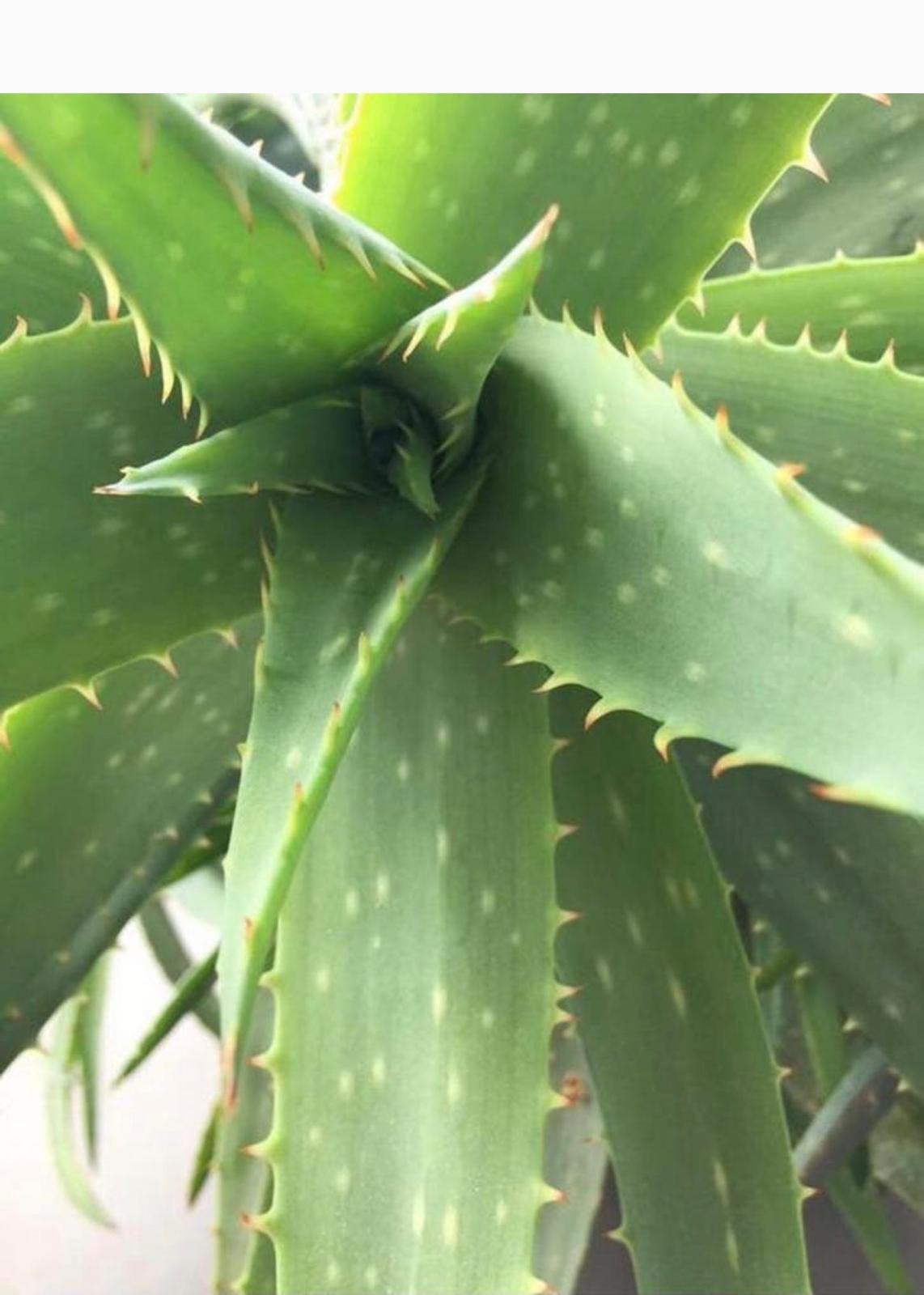 Mooie Biologische Aloë Vera planten in pot diverse maten, Overige soorten, In pot, Minder dan 100 cm, Bloeiende kamerplant