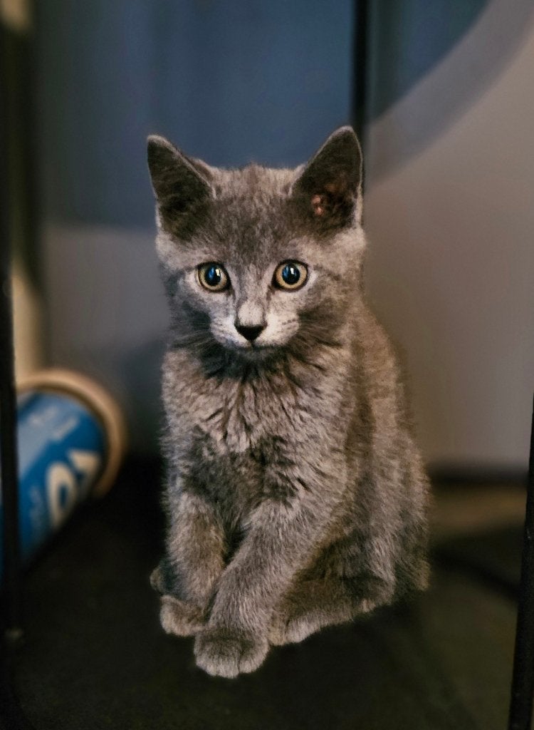 Lieve kitten. Mix Blauwe Rus / Britse Korthaar, Dieren en Toebehoren, Poes, Ontwormd, 0 tot 2 jaar