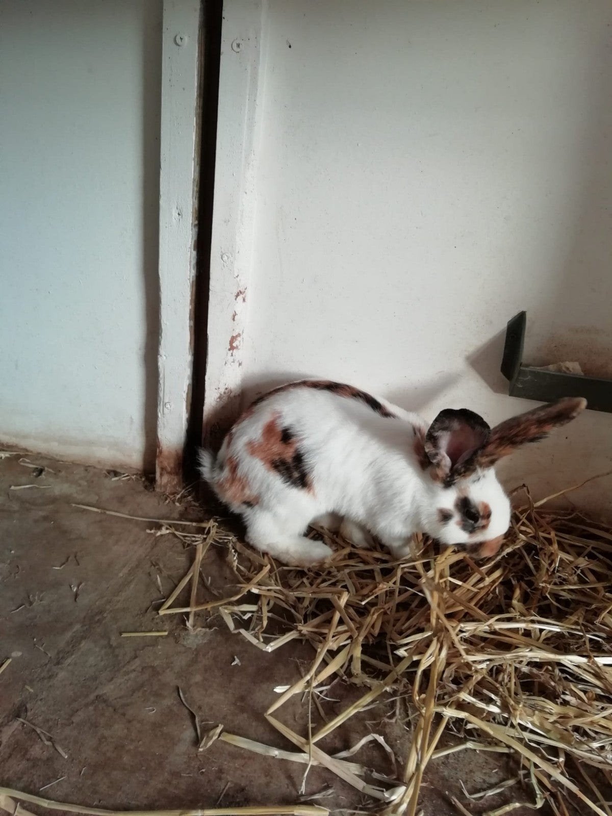 Rijnlander middelgroot, Dieren en Toebehoren, Mannelijk, Middelgroot, 0 tot 2 jaar