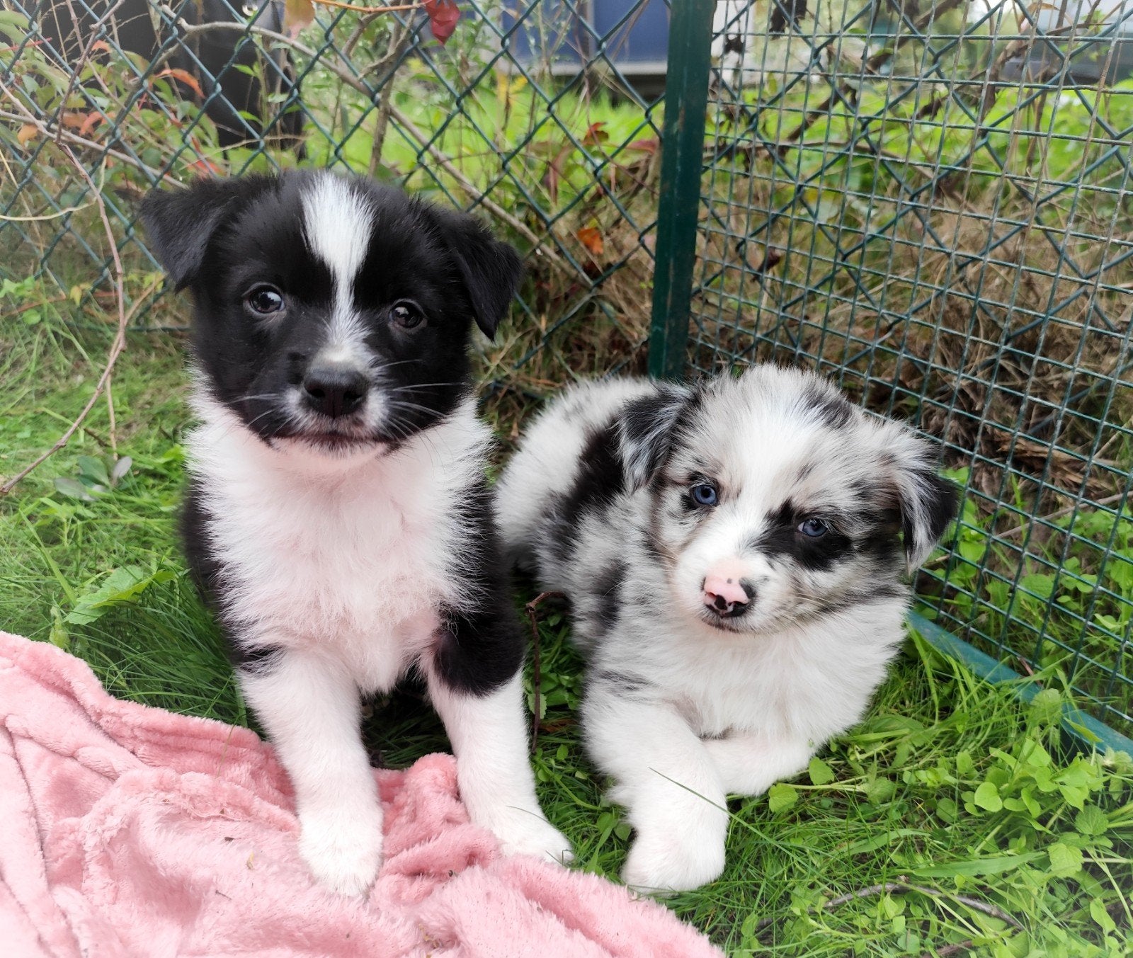 Mega schattige, knappe en unieke Aussie x Mini borders ️, 8 tot 15 weken, Collie, Meerdere, Meerdere dieren