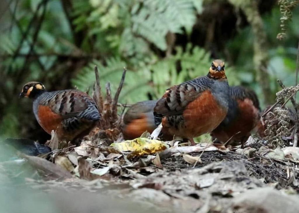 Javaanse Bospatrijs hanen, Dieren en Toebehoren, Vogels | Overige Vogels, Mannelijk, Geringd