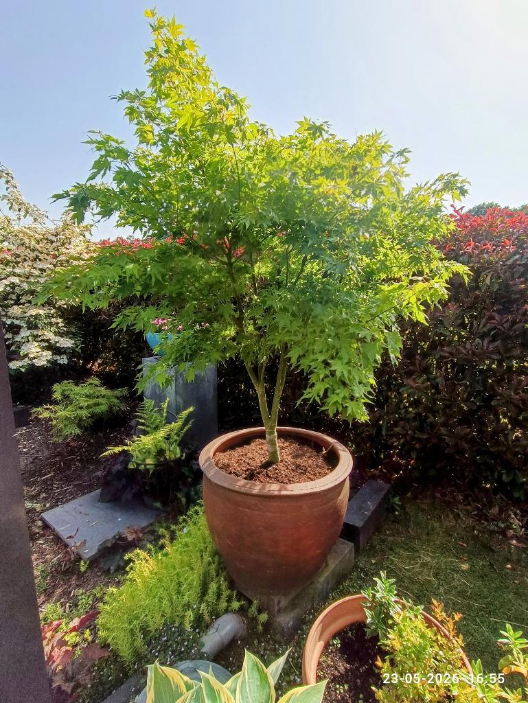 Acer, Japanse esdoorn in vorstbestendige pot. Groene acer, Bloeit niet, Halfschaduw, Overige soorten, 100 tot 250 cm