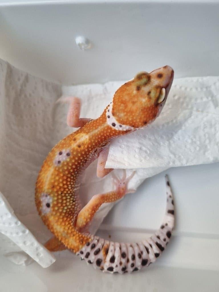 0.1 purple head x w&y bell albino luipaardgekko Leopard Gecko - female for sale from Snakesnballoons