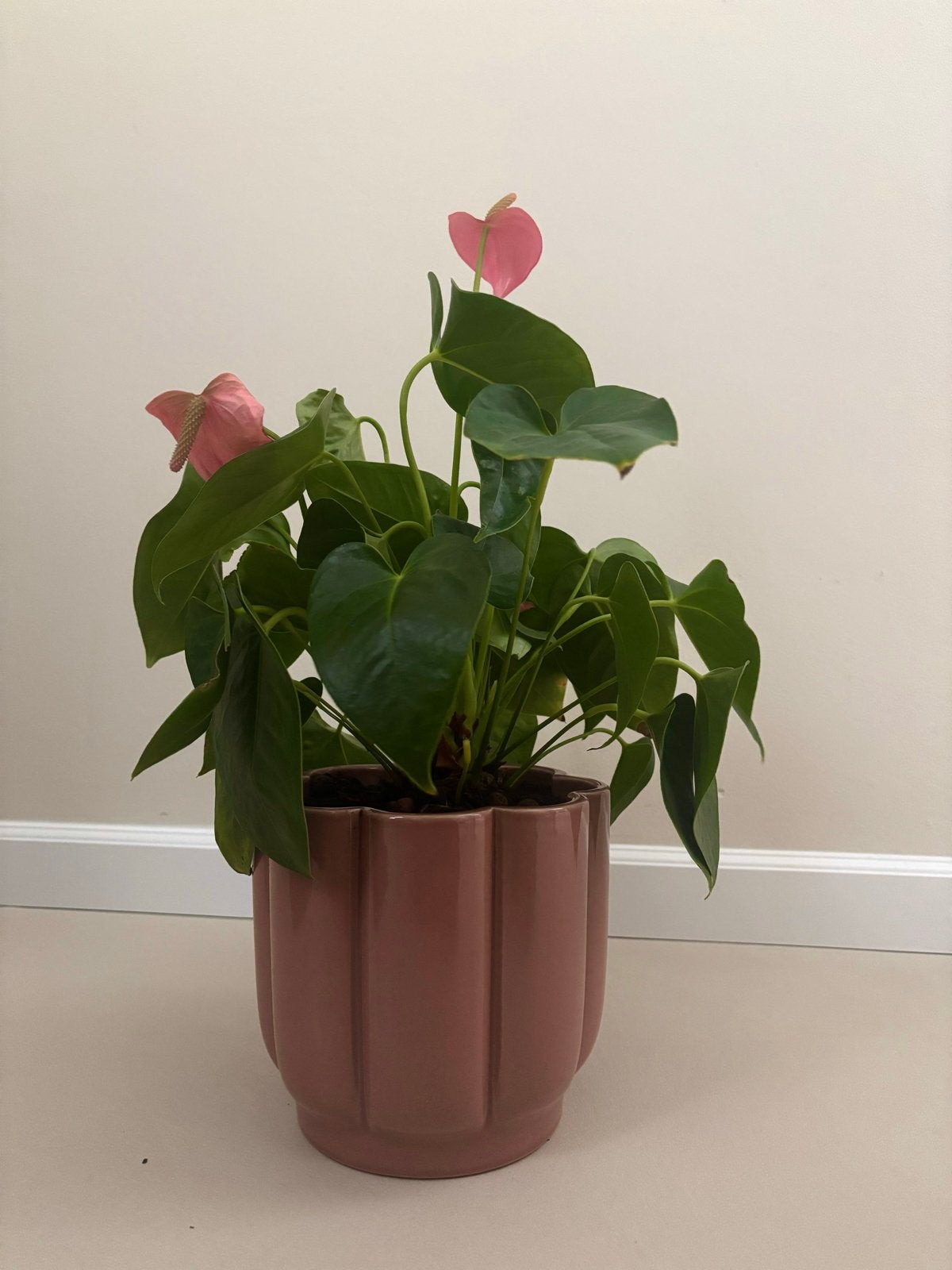 Anthurium plant in roze pot, Vaste plant, Halfschaduw, Zomer, Ophalen