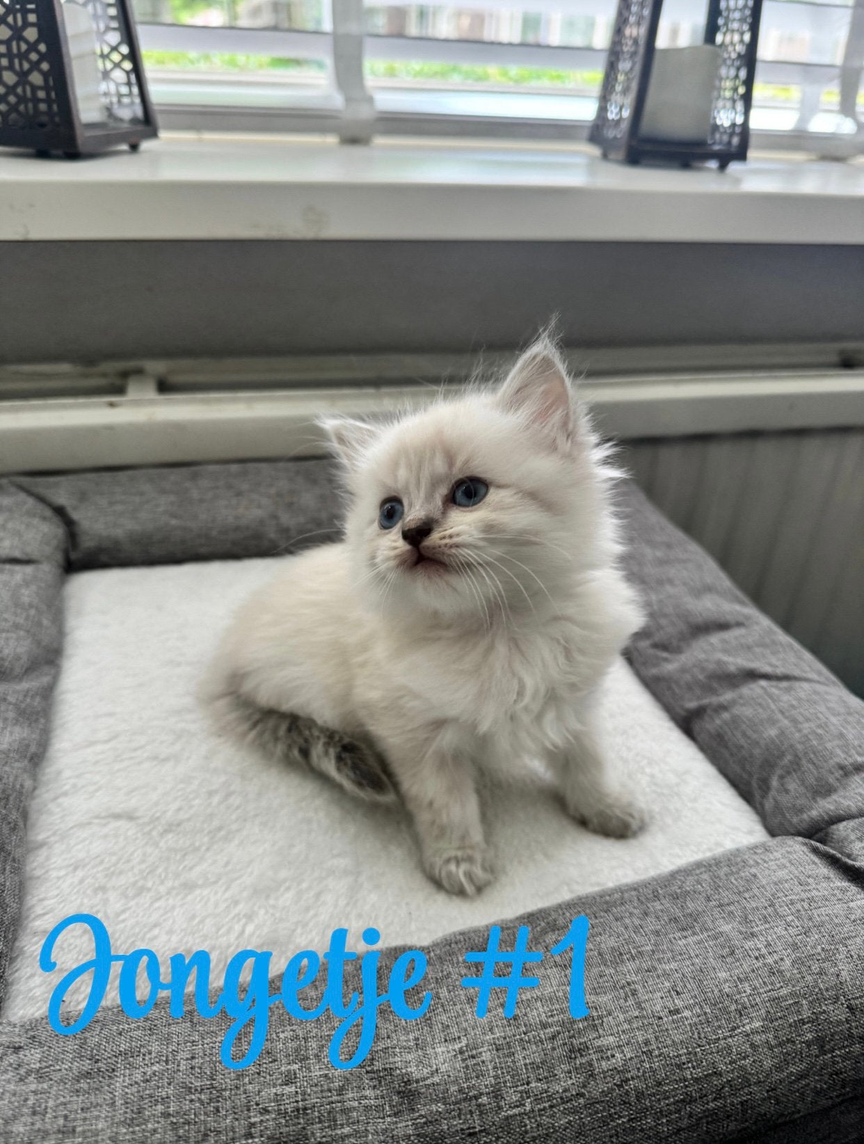 Ragdoll / British Langhaar Kittens, Meerdere dieren, 0 tot 2 jaar