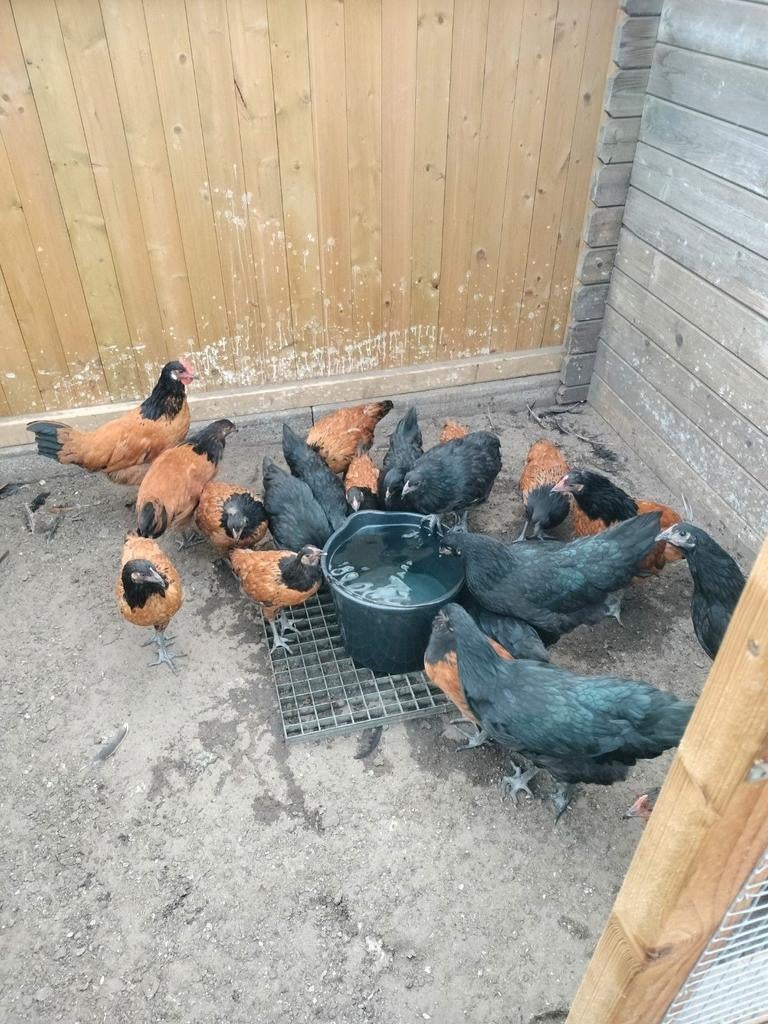 Scharrel eieren wellerlooi, Dieren en Toebehoren, Geslacht onbekend, Kip