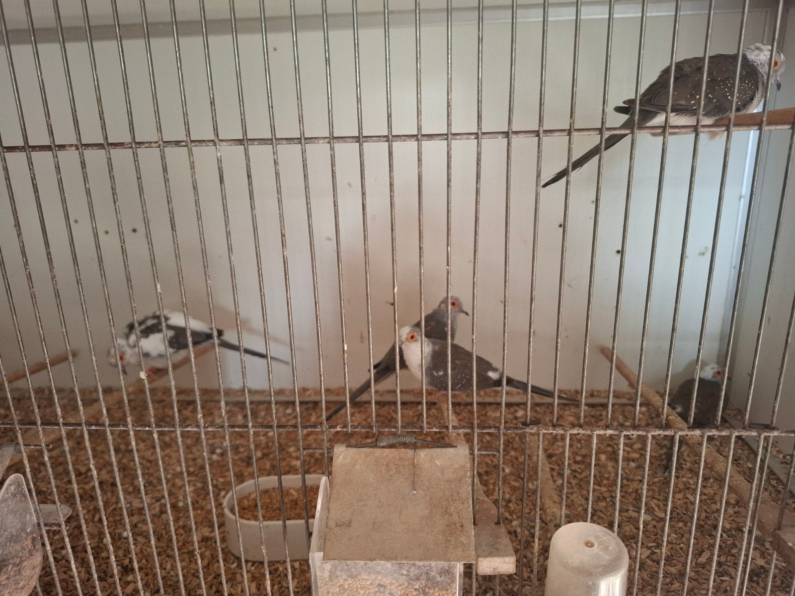 Bonte diamantduiven, Dieren en Toebehoren, Meerdere dieren, Geringd