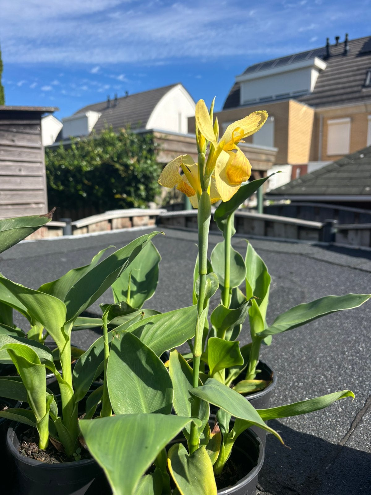 Te koop 16 potten canna geel met oranje/rode neef, Tuin en Terras, Ophalen, Overige soorten, Volle zon