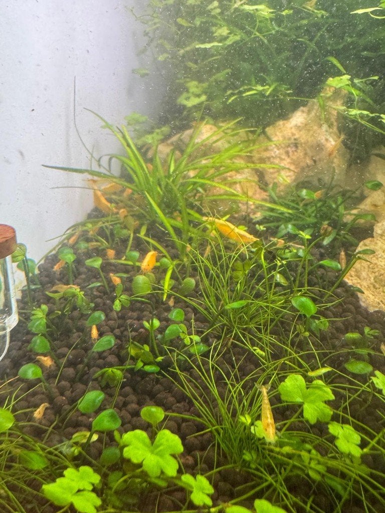 Gele Neocaridina garnalen, Kreeft, Krab of Garnaal, Zoetwatervis, Schoolvis