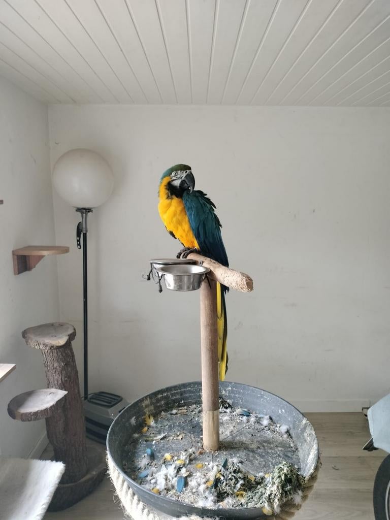 Blauw gele ara, Gizmo, Mannelijk, Papegaai, Geringd
