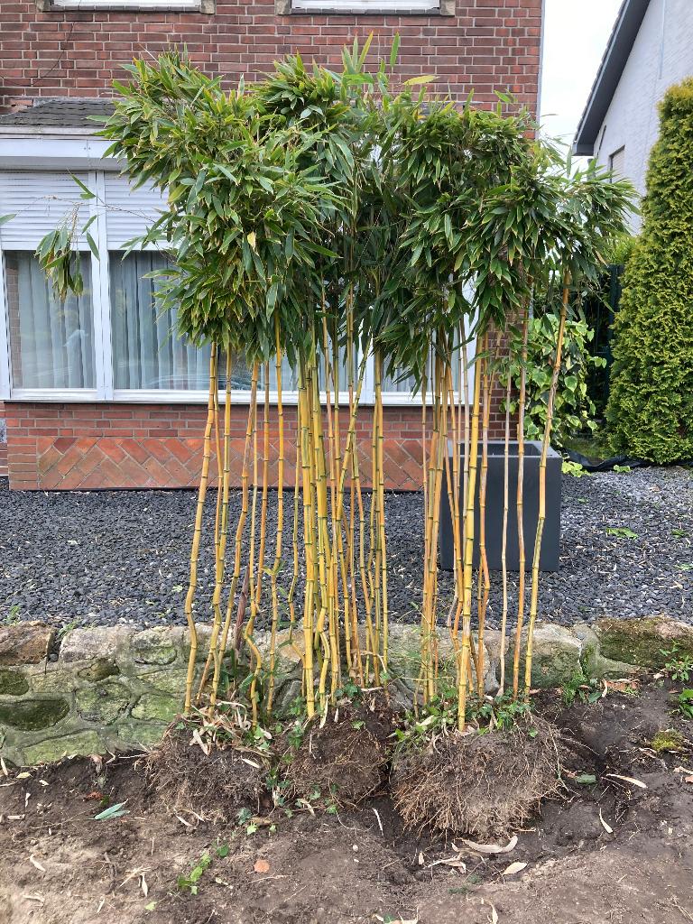 2 stuks - Gele Bamboe (zonder pot), Tuin en Terras, Vaste plant, Bloeit niet, Halfschaduw, Ophalen