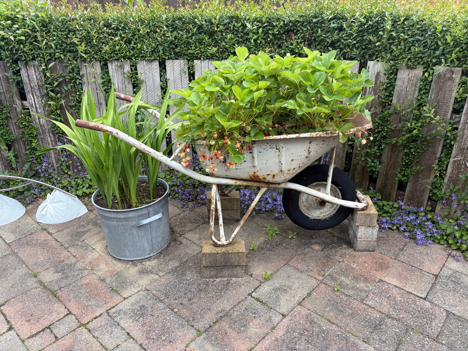Diverse planten inclusief potten, Tuin en Terras, Planten | Tuinplanten, Ophalen, Volle zon, Vaste plant, Zomer