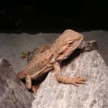 Pogona viticeps Bearded Dragon photo 2