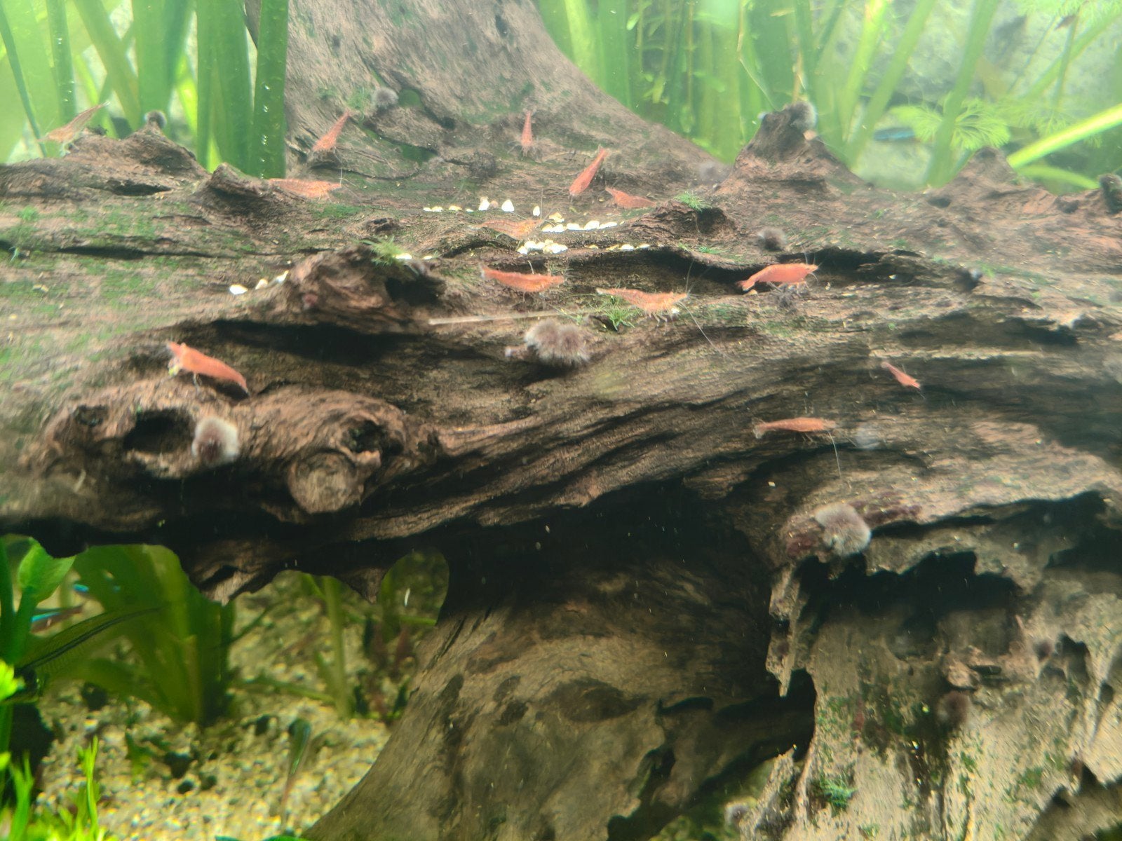Rode garnalen (neocaridina davidi), Kreeft, Krab of Garnaal