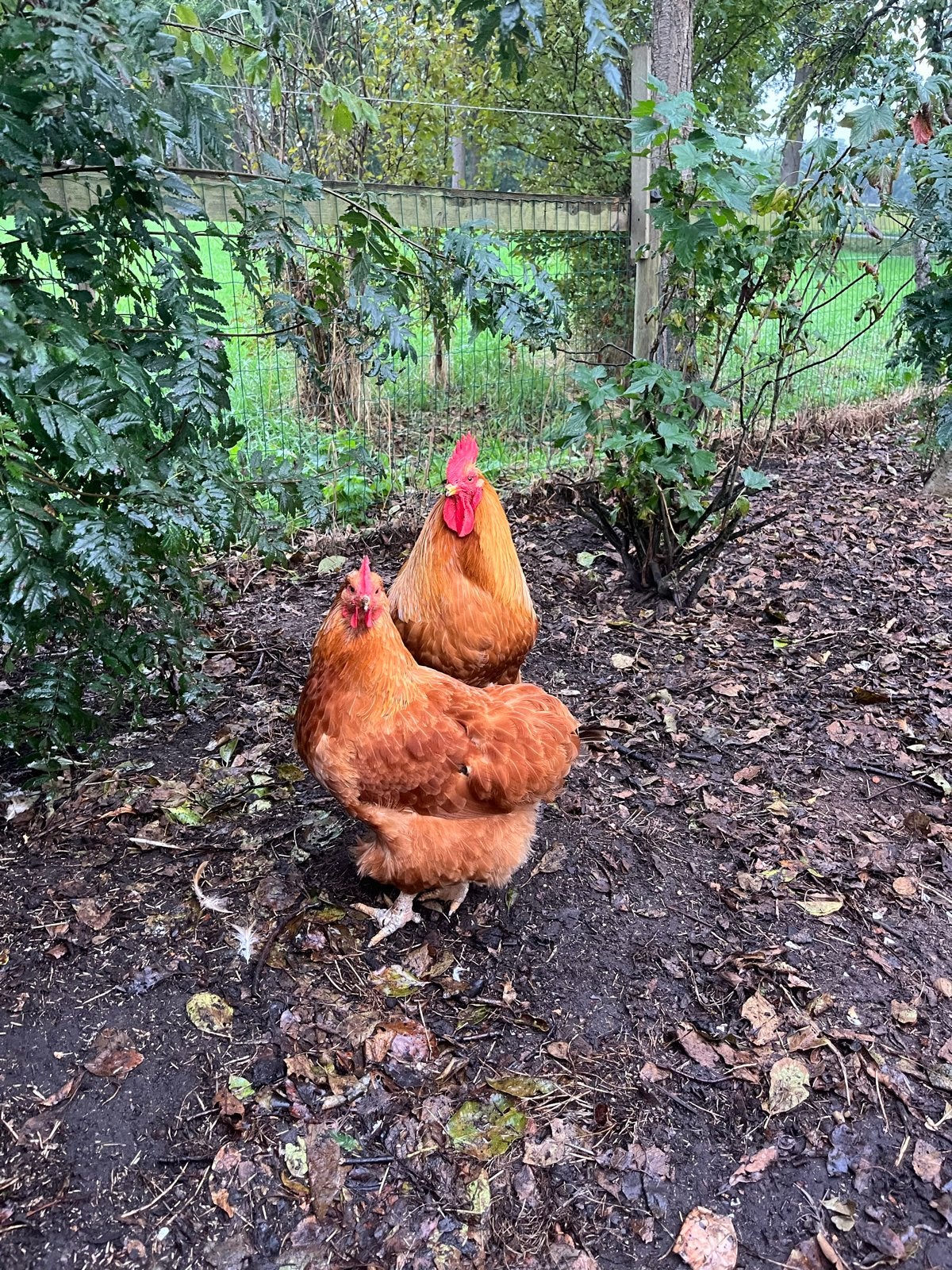 Buff orpingtons haan en hen, Meerdere dieren, Kip