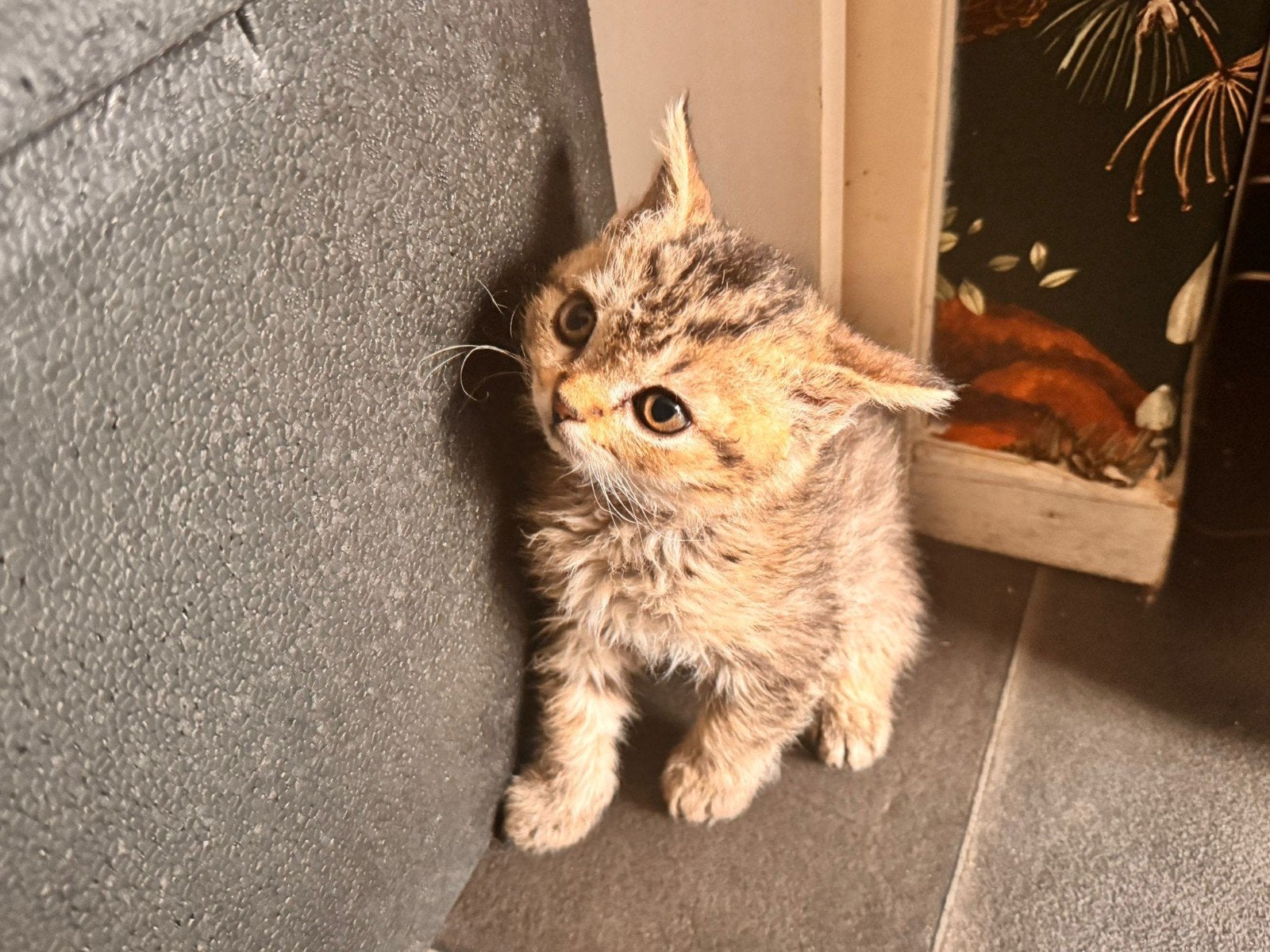 Perzische kitten
