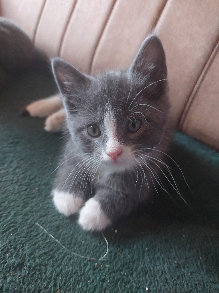 Maine Coon X kittens, Kater, Ontwormd, 0 tot 2 jaar