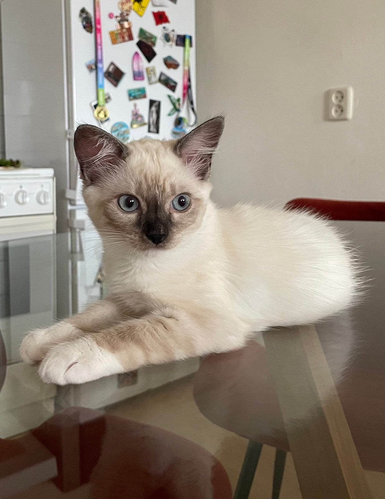 Ragdoll kitten mag verhuizen!, Poes, Gechipt, 0 tot 2 jaar