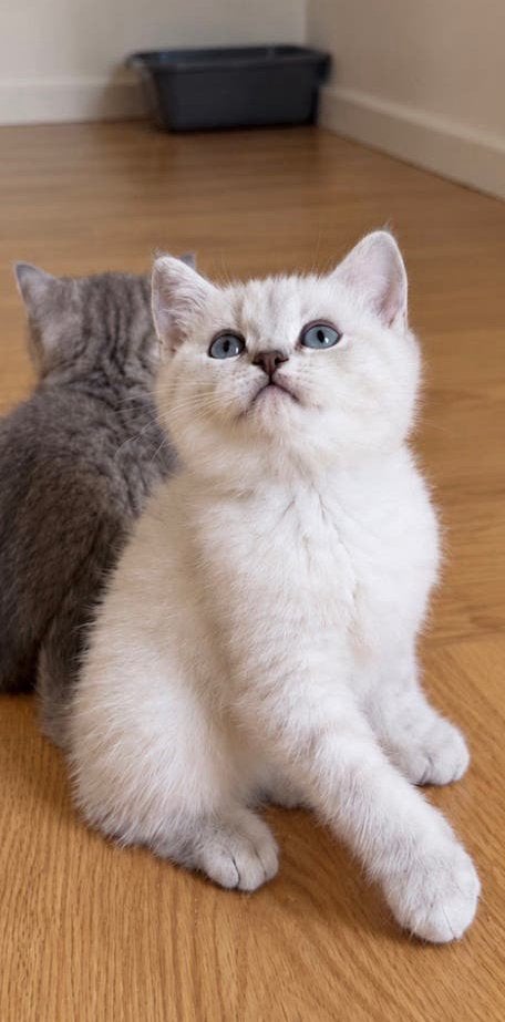 Britse Korthaar kittens, Meerdere dieren, Ontwormd