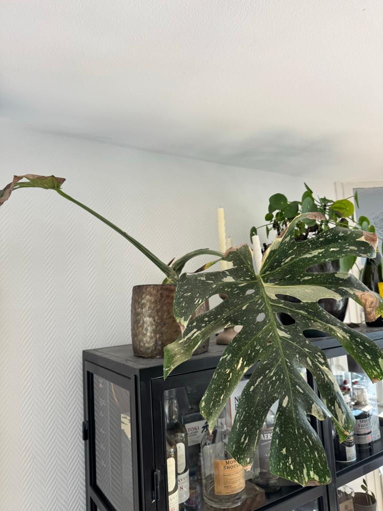 Monstera Thai Constellation - Prachtige Variegata, Huis en Inrichting, Kamerplanten, Ophalen, Overige soorten, Halfschaduw, In pot