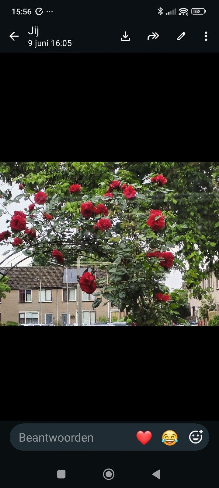 klimroos, Tuin en Terras, Volle zon, Vaste plant, Ophalen of Verzenden, Klimplanten