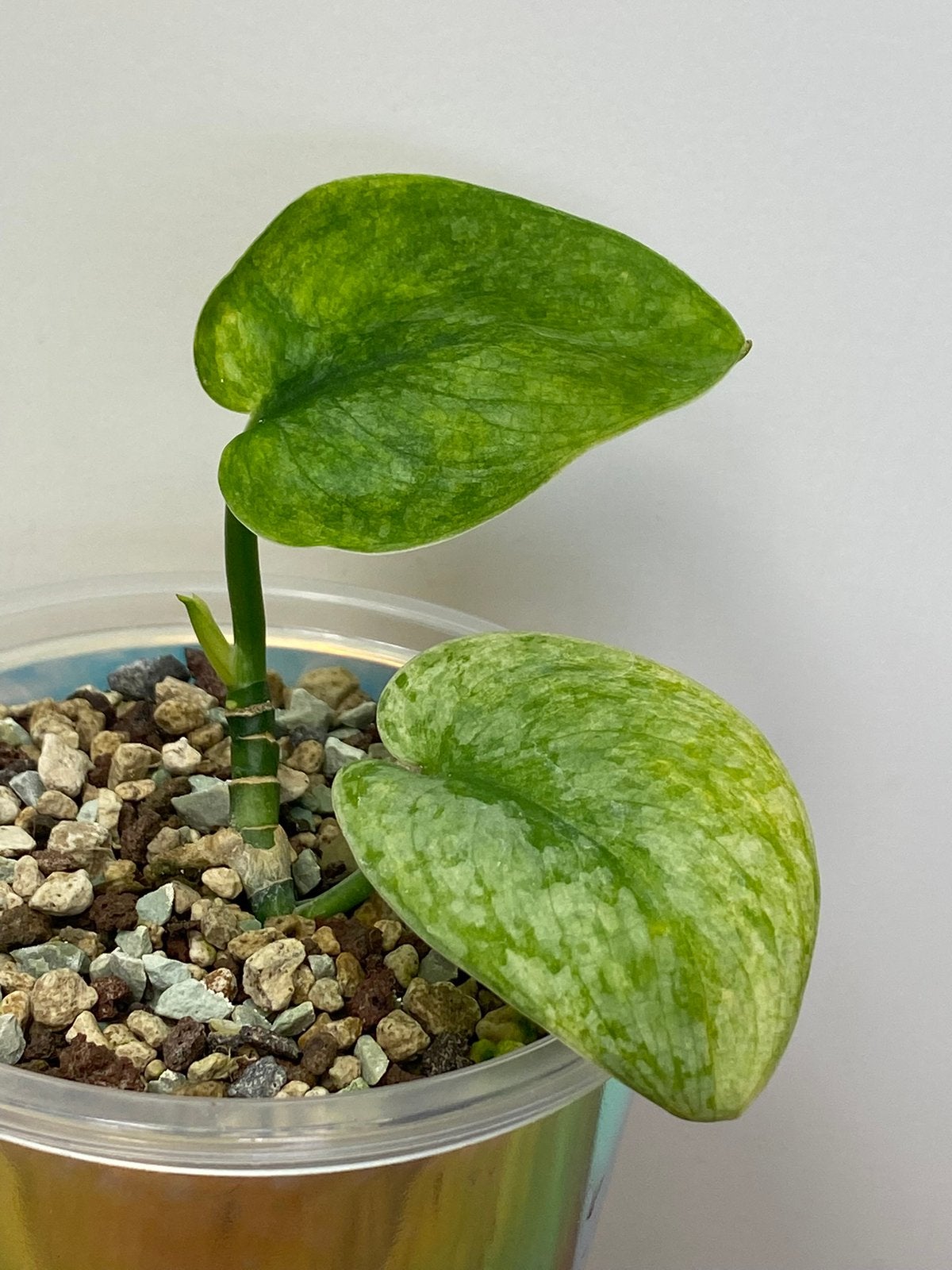 Scindapsus Dark Silver Cloud Variegata #1, Huis en Inrichting, Ophalen of Verzenden, Halfschaduw, Minder dan 100 cm